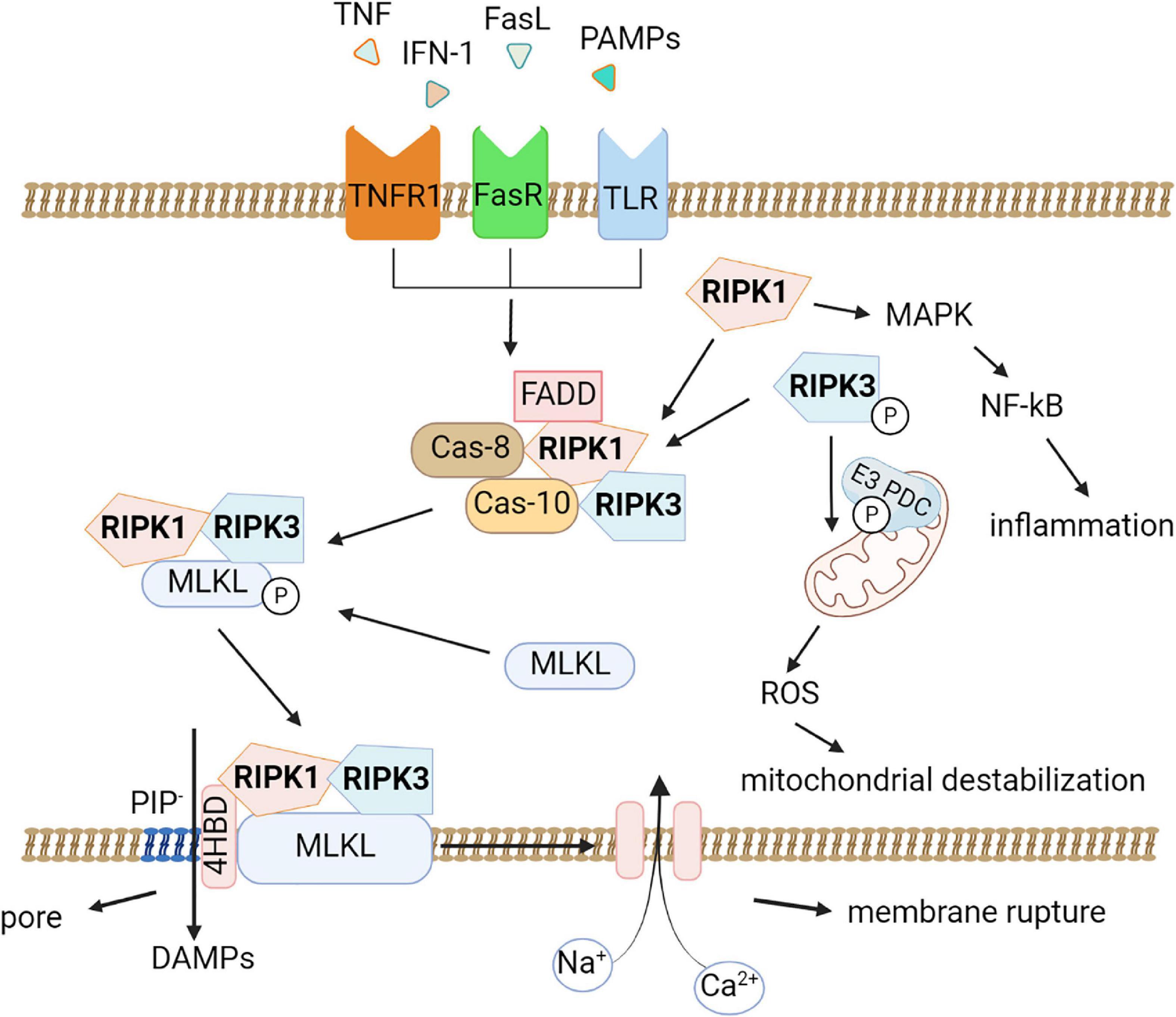 Necroptosis in CNS diseases: Focus on astrocytes